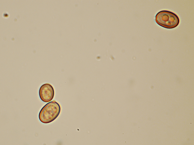 Per tutti gli interessati alla  sfida al micro n.2